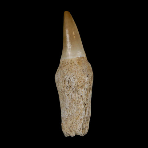 2.7" Mosasaur Eremiasaurus Fossil Tooth Rooted Cretaceous Dinosaur Era COA