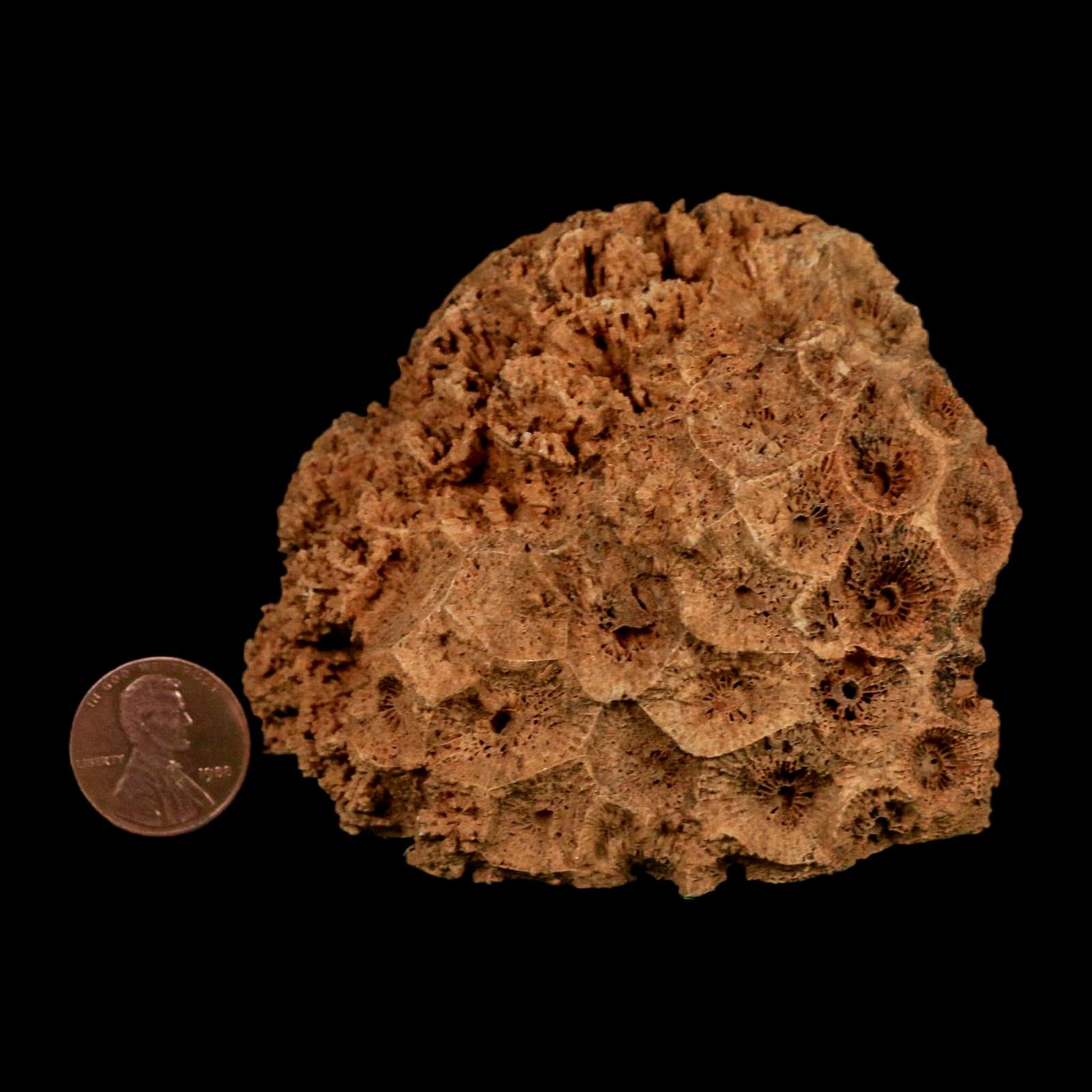 3.2" Colonial Rugose Coral Fossil Devonian Age Speed Quarry, Clark County, Indiana - Fossil Age Minerals
