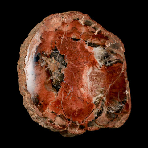 4.4" Fossilized Polished Petrified Wood Branch Madagascar 66-225 Million Yrs Old - Fossil Age Minerals