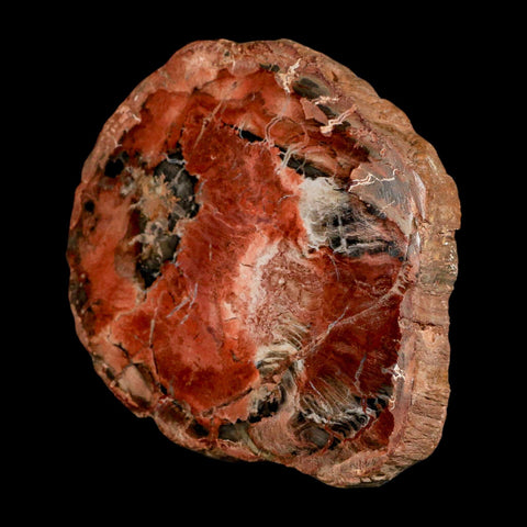 4.4" Fossilized Polished Petrified Wood Branch Madagascar 66-225 Million Yrs Old - Fossil Age Minerals