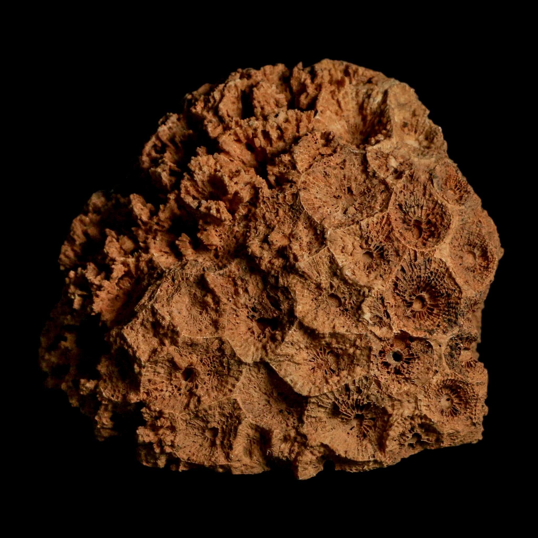3.2" Colonial Rugose Coral Fossil Devonian Age Speed Quarry, Clark County, Indiana - Fossil Age Minerals
