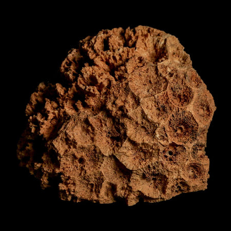 3.2" Colonial Rugose Coral Fossil Devonian Age Speed Quarry, Clark County, Indiana
