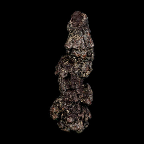 2.7" Prehistoric Coprolite Fossil Specimen Poop Dung Miocene Madagascar - Fossil Age Minerals