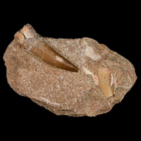 XL 2" Plesiosaur Zarafasaura Tooth Fossil In Matrix Cretaceous Dinosaur Era COA - Fossil Age Minerals