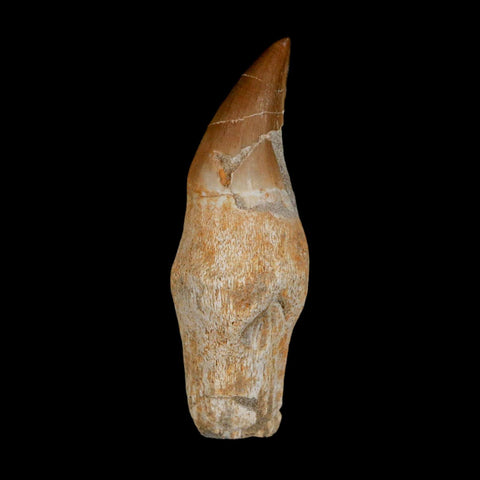 2.4" Halisaurus Walkeri Mosasaur Fossil Tooth Rooted Cretaceous Dinosaur Era COA