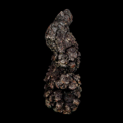 2.7" Prehistoric Coprolite Fossil Specimen Poop Dung Miocene Madagascar - Fossil Age Minerals