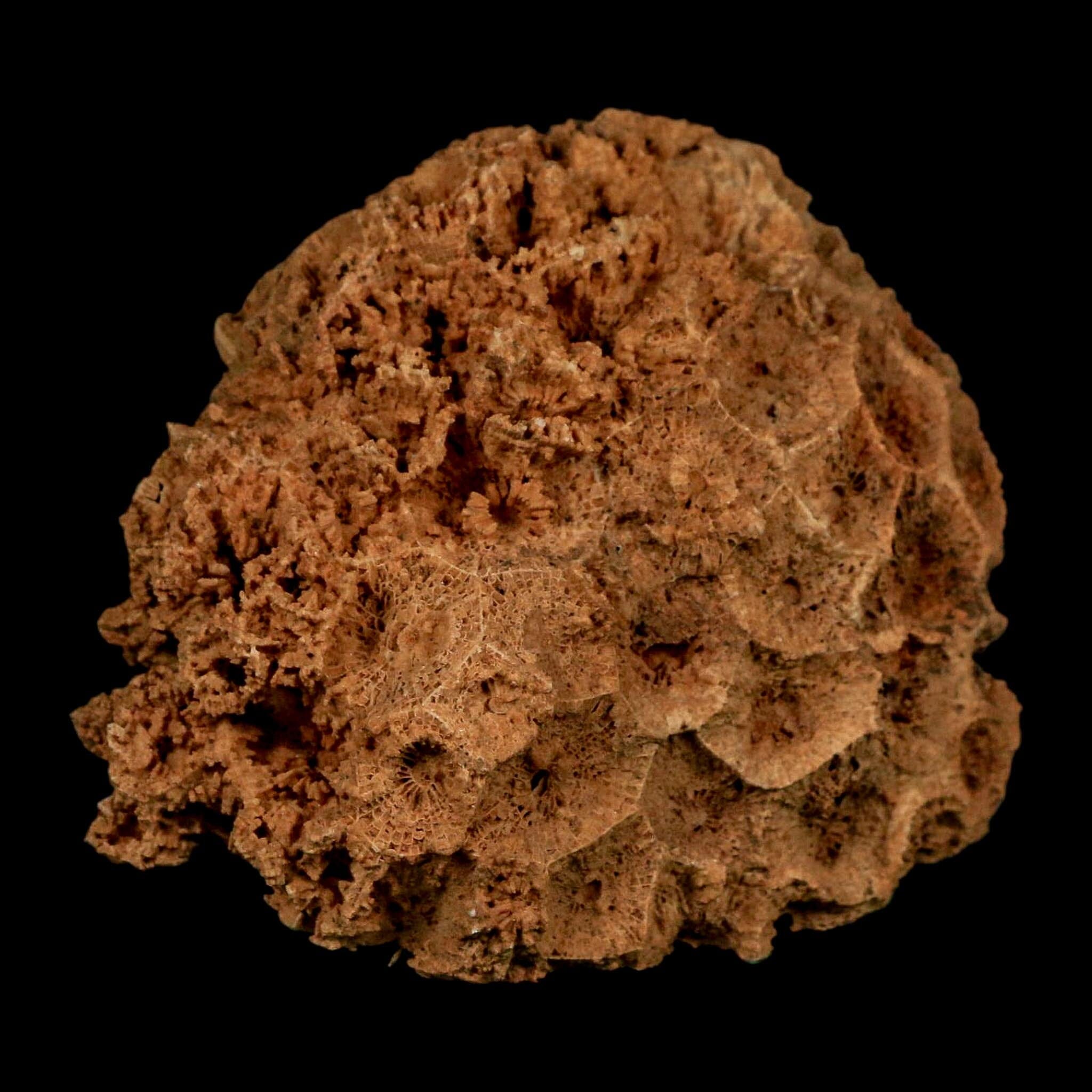3.2" Colonial Rugose Coral Fossil Devonian Age Speed Quarry, Clark County, Indiana - Fossil Age Minerals