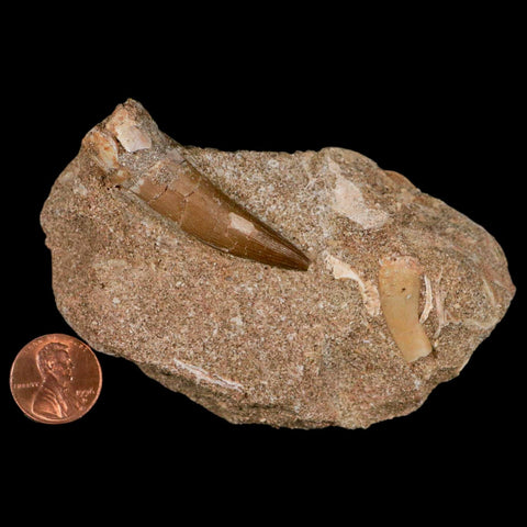 XL 2" Plesiosaur Zarafasaura Tooth Fossil In Matrix Cretaceous Dinosaur Era COA - Fossil Age Minerals