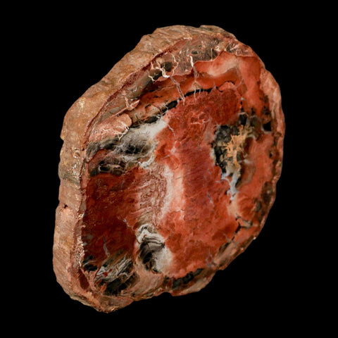 4.4" Fossilized Polished Petrified Wood Branch Madagascar 66-225 Million Yrs Old - Fossil Age Minerals