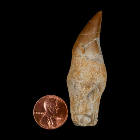 2.4" Halisaurus Walkeri Mosasaur Fossil Tooth Rooted Cretaceous Dinosaur Era COA