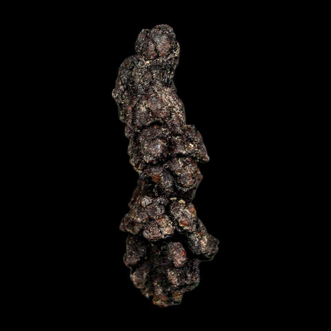 2.7" Prehistoric Coprolite Fossil Specimen Poop Dung Miocene Madagascar - Fossil Age Minerals