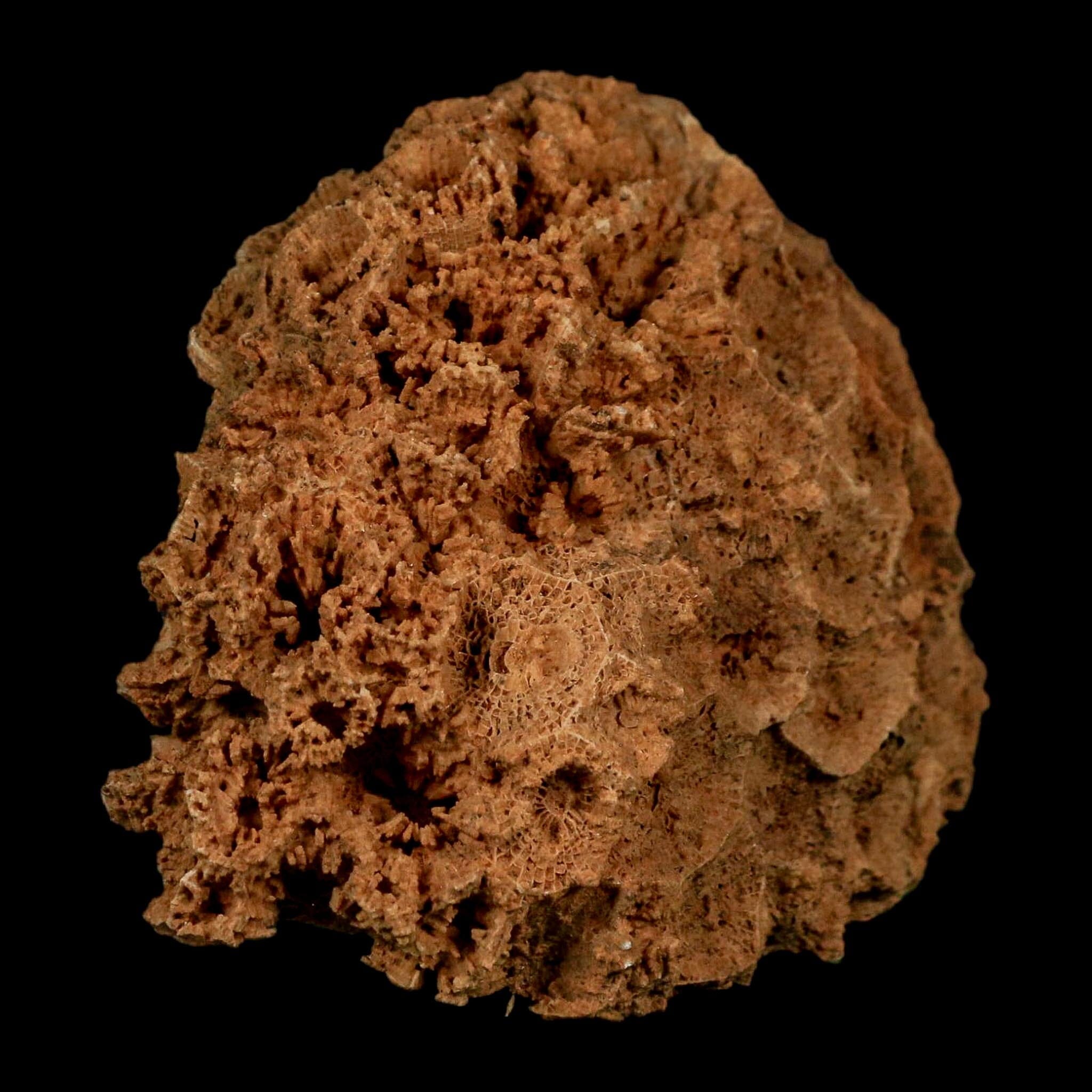 3.2" Colonial Rugose Coral Fossil Devonian Age Speed Quarry, Clark County, Indiana - Fossil Age Minerals