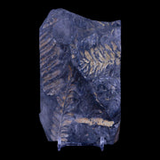 4.9" Alethopteris Fern Plant Leaf Fossil Carboniferous Age Llewellyn FM ST Clair, PA