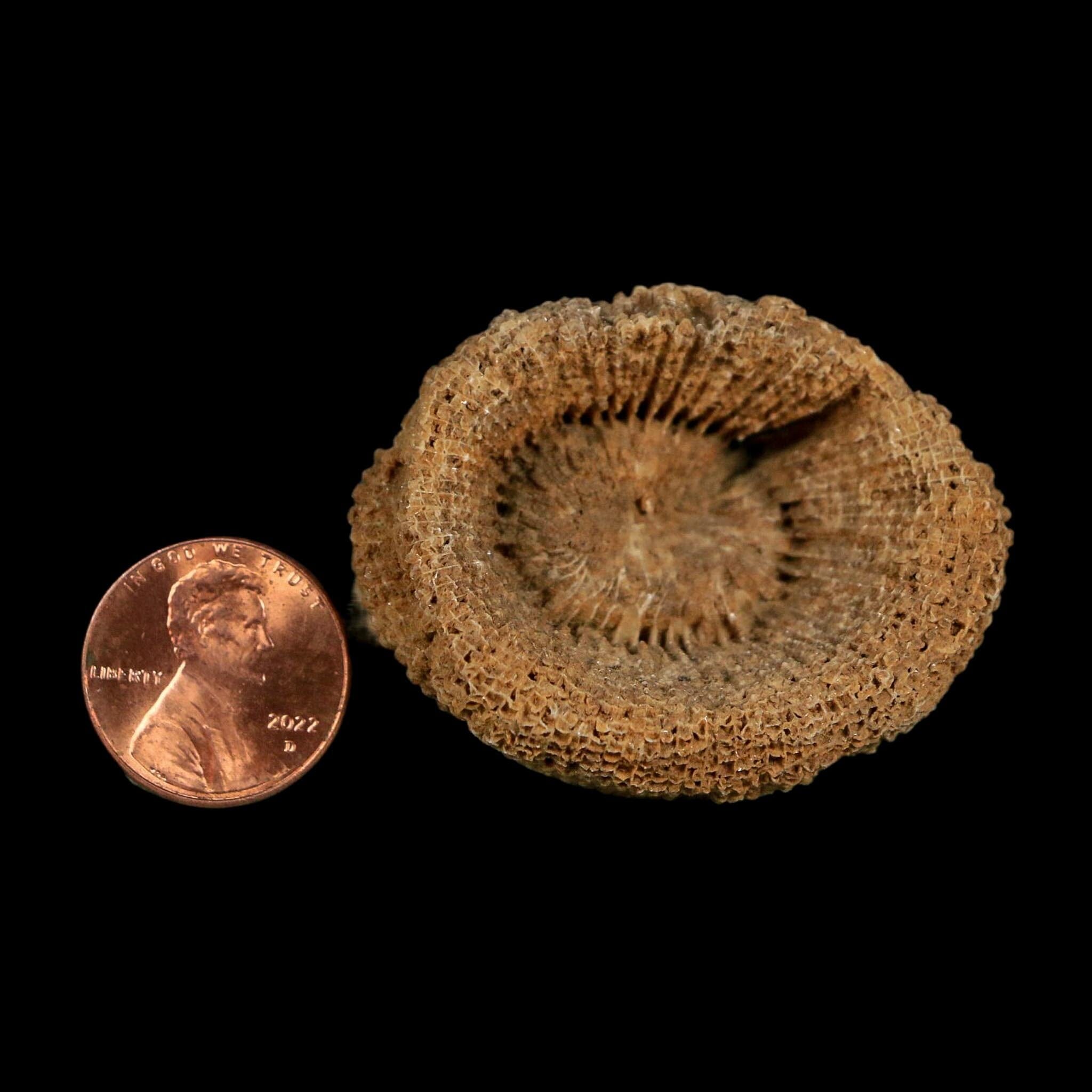 2.3" Rugose Horn Coral Fossil Devonian Age Speed Quarry, Clark County, Indiana