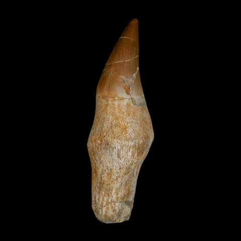 2.4" Halisaurus Walkeri Mosasaur Fossil Tooth Rooted Cretaceous Dinosaur Era COA