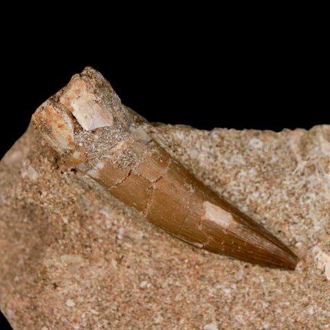 XL 2" Plesiosaur Zarafasaura Tooth Fossil In Matrix Cretaceous Dinosaur Era COA - Fossil Age Minerals