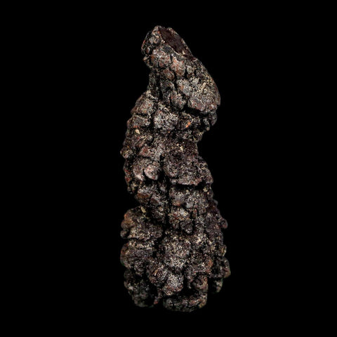 2.7" Prehistoric Coprolite Fossil Specimen Poop Dung Miocene Madagascar - Fossil Age Minerals
