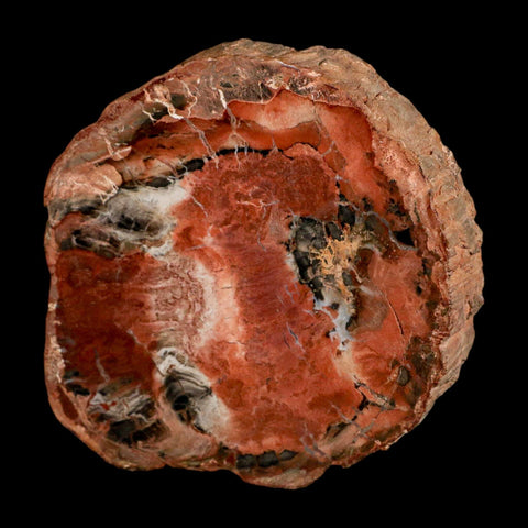 4.4" Fossilized Polished Petrified Wood Branch Madagascar 66-225 Million Yrs Old - Fossil Age Minerals