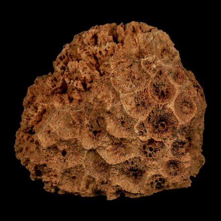 3.2" Colonial Rugose Coral Fossil Devonian Age Speed Quarry, Clark County, Indiana