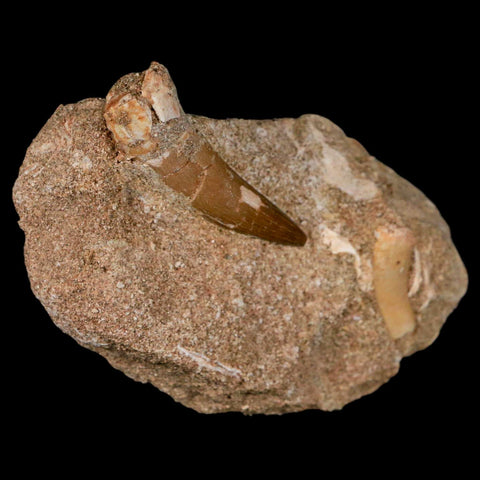 XL 2" Plesiosaur Zarafasaura Tooth Fossil In Matrix Cretaceous Dinosaur Era COA - Fossil Age Minerals