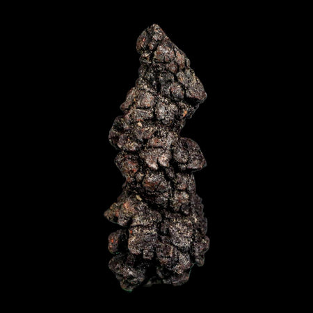 2.7" Prehistoric Coprolite Fossil Specimen Poop Dung Miocene Madagascar