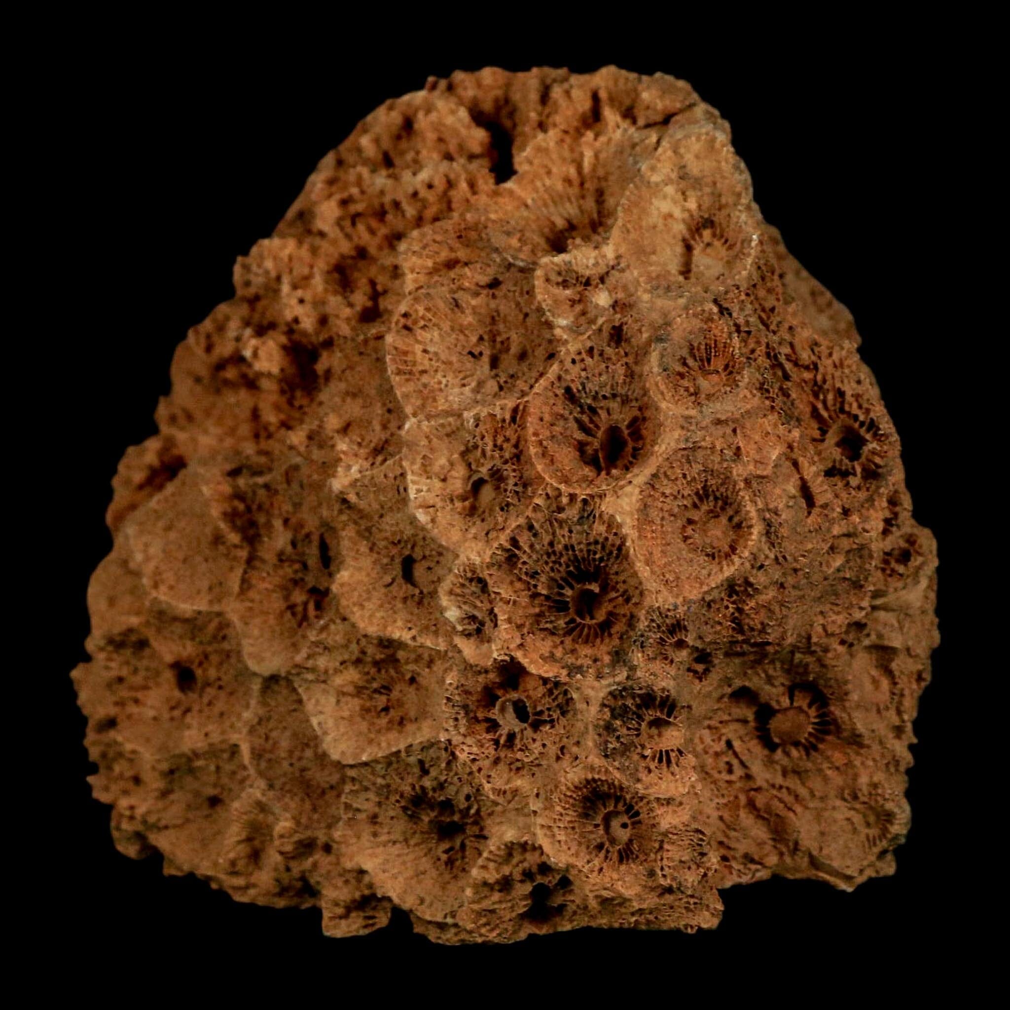 3.2" Colonial Rugose Coral Fossil Devonian Age Speed Quarry, Clark County, Indiana - Fossil Age Minerals