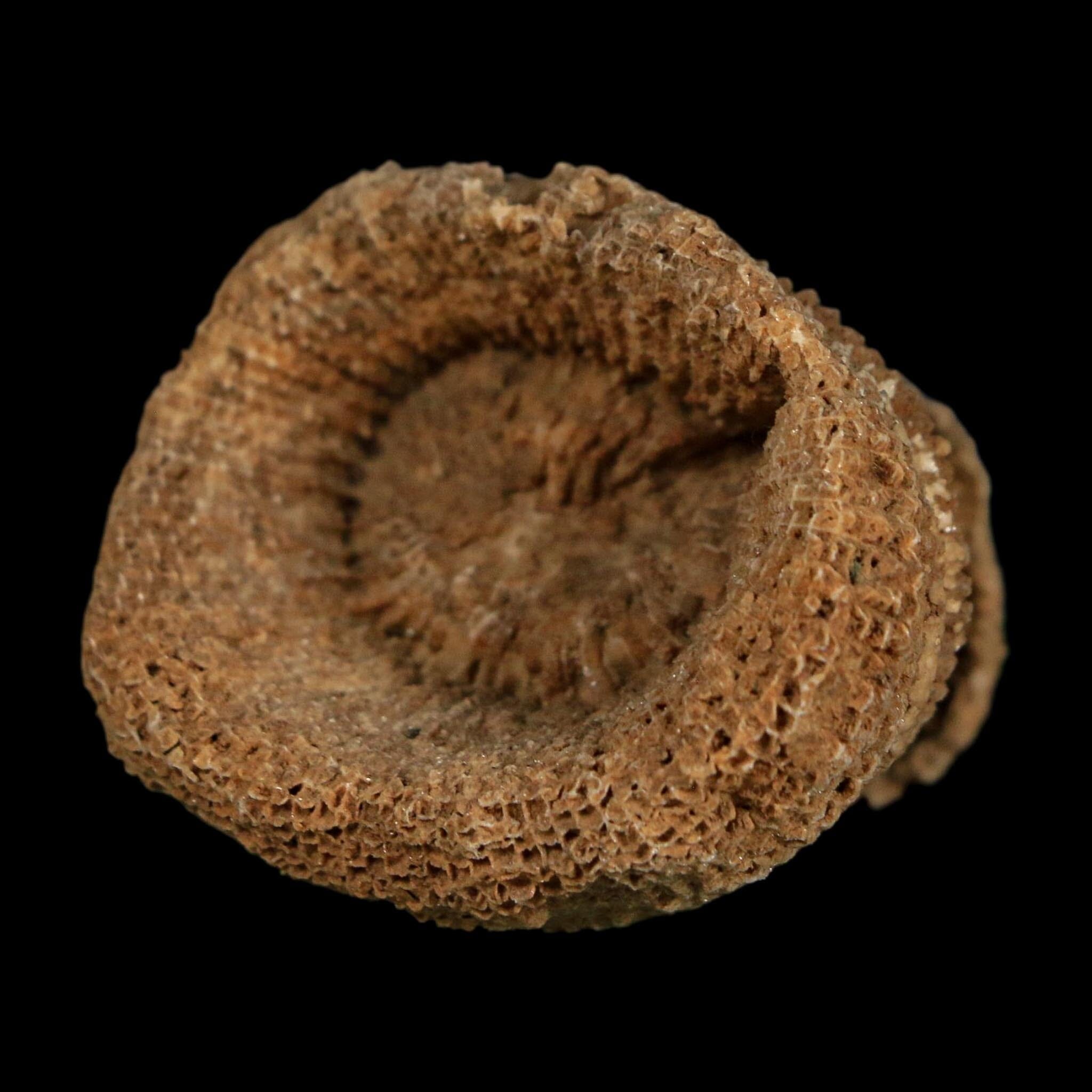 2.3" Rugose Horn Coral Fossil Devonian Age Speed Quarry, Clark County, Indiana