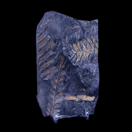 4.9" Alethopteris Fern Plant Leaf Fossil Carboniferous Age Llewellyn FM ST Clair, PA