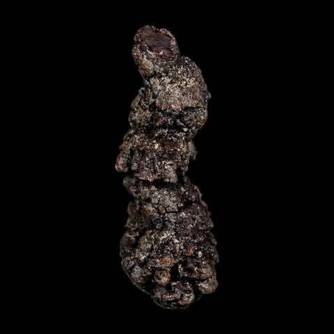 2.7" Prehistoric Coprolite Fossil Specimen Poop Dung Miocene Madagascar - Fossil Age Minerals