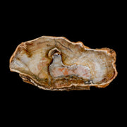 4.9" Fossilized Polished Petrified Wood Branch Madagascar 66-225 Million Yrs Old