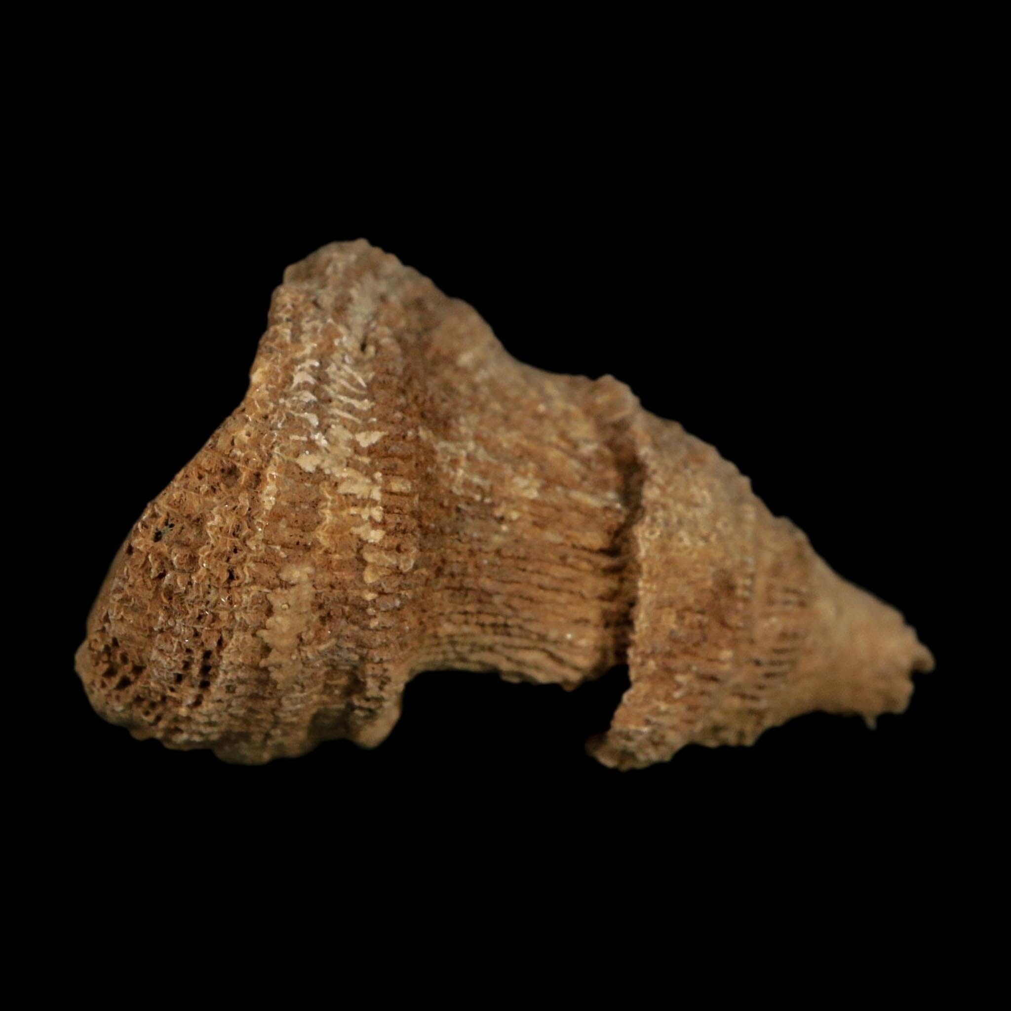 2.3" Rugose Horn Coral Fossil Devonian Age Speed Quarry, Clark County, Indiana