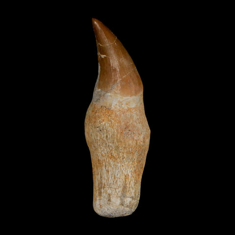 2.4" Halisaurus Walkeri Mosasaur Fossil Tooth Rooted Cretaceous Dinosaur Era COA