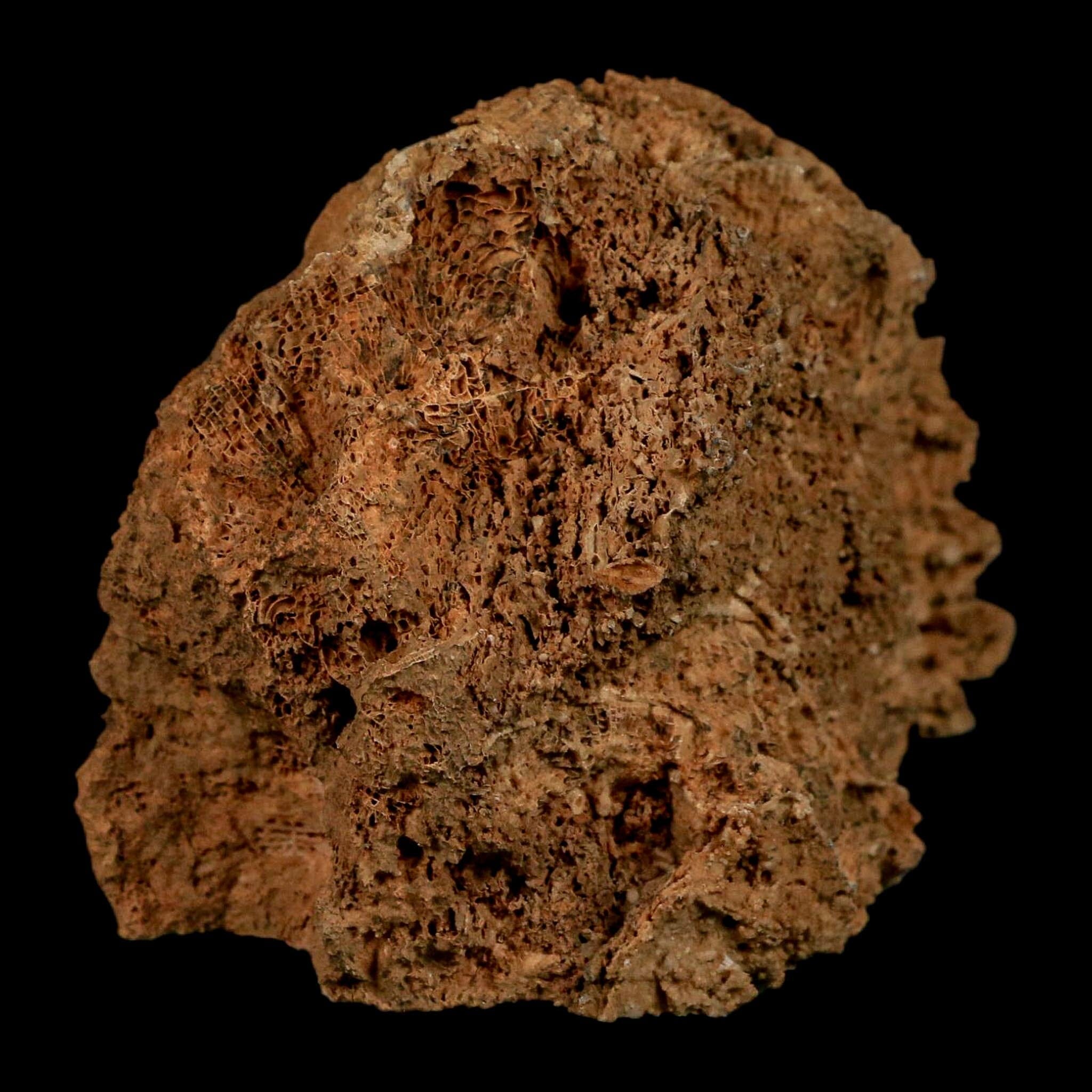 3.2" Colonial Rugose Coral Fossil Devonian Age Speed Quarry, Clark County, Indiana - Fossil Age Minerals