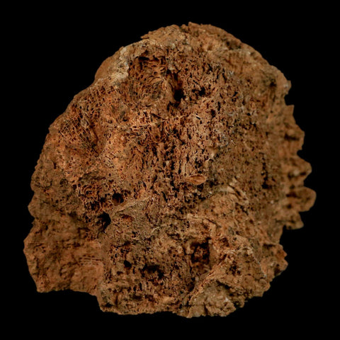 3.2" Colonial Rugose Coral Fossil Devonian Age Speed Quarry, Clark County, Indiana - Fossil Age Minerals