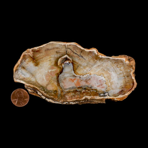 4.9" Fossilized Polished Petrified Wood Branch Madagascar 66-225 Million Yrs Old - Fossil Age Minerals