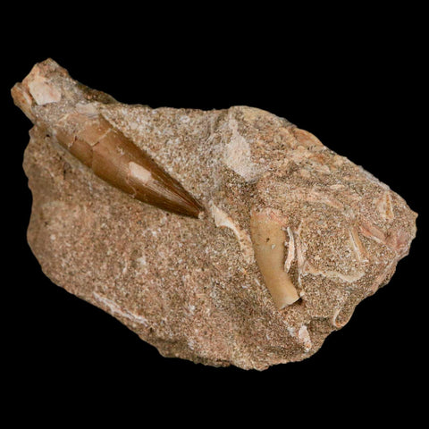 XL 2" Plesiosaur Zarafasaura Tooth Fossil In Matrix Cretaceous Dinosaur Era COA - Fossil Age Minerals