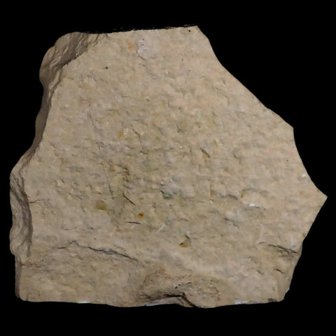 2.6" Fossil Shrimp Carpopenaeus Cretaceous Age 100 Mil Yrs Old Lebanon COA - Fossil Age Minerals