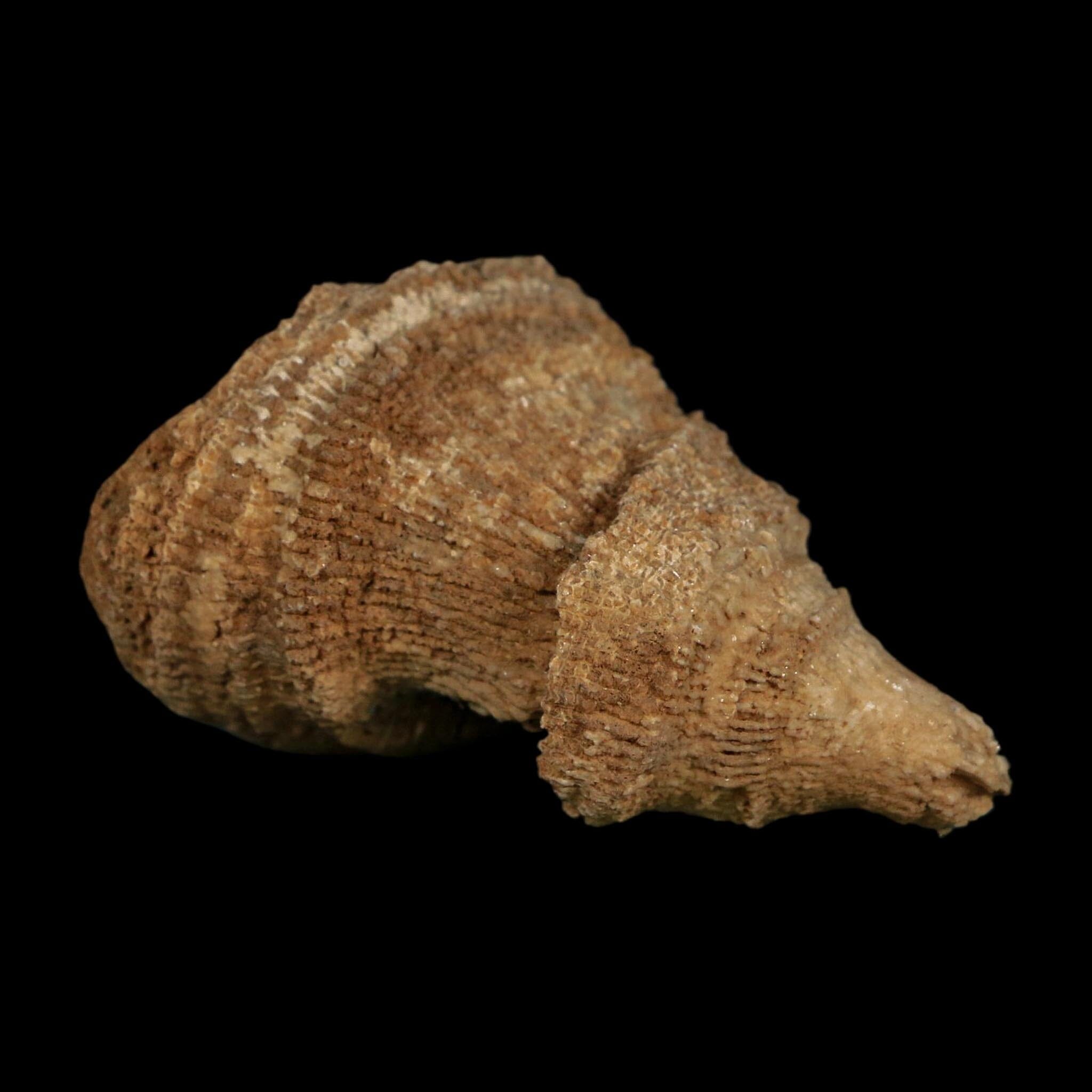 2.3" Rugose Horn Coral Fossil Devonian Age Speed Quarry, Clark County, Indiana