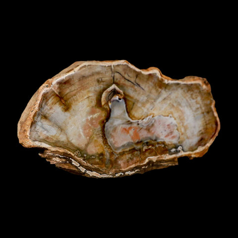 4.9" Fossilized Polished Petrified Wood Branch Madagascar 66-225 Million Yrs Old - Fossil Age Minerals