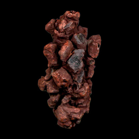 2.1" Prehistoric Coprolite Fossil Specimen Poop Dung Miocene Madagascar