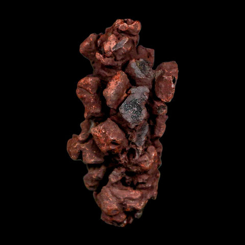 2.1" Prehistoric Coprolite Fossil Specimen Poop Dung Miocene Madagascar - Fossil Age Minerals