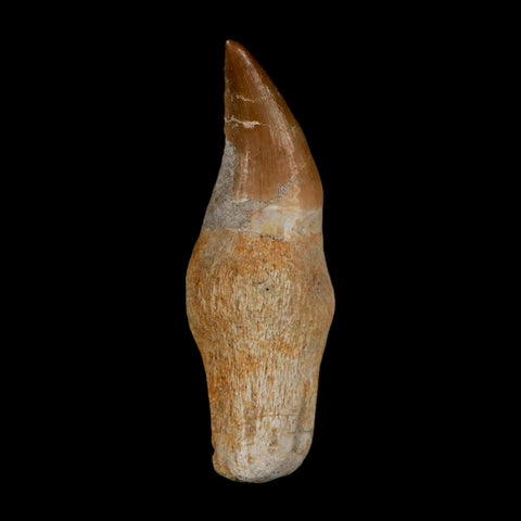 2.4" Halisaurus Walkeri Mosasaur Fossil Tooth Rooted Cretaceous Dinosaur Era COA