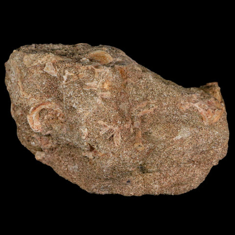 XL 2" Plesiosaur Zarafasaura Tooth Fossil In Matrix Cretaceous Dinosaur Era COA - Fossil Age Minerals