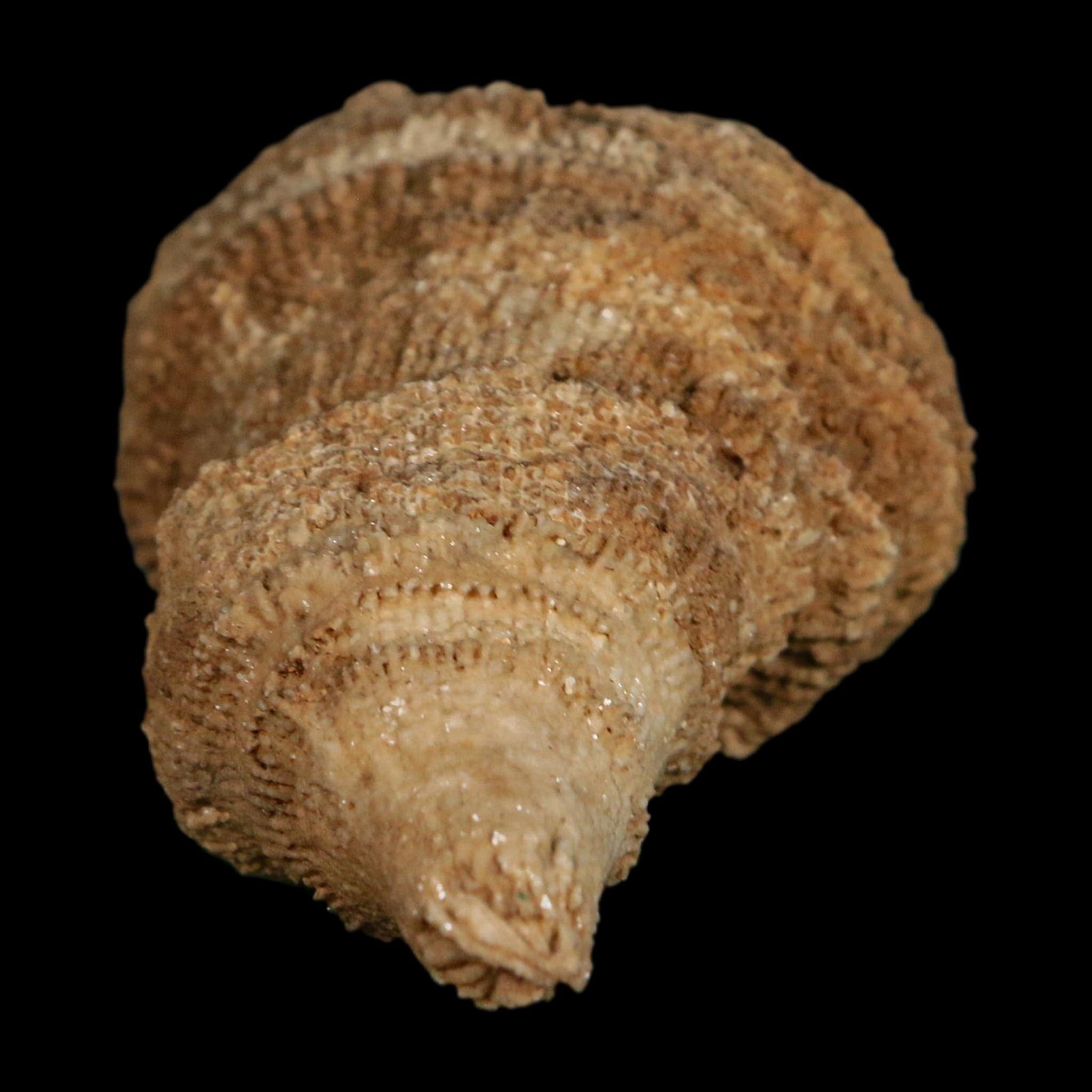 2.3" Rugose Horn Coral Fossil Devonian Age Speed Quarry, Clark County, Indiana