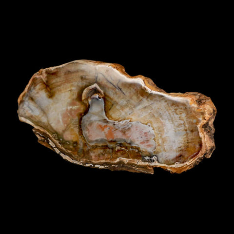 4.9" Fossilized Polished Petrified Wood Branch Madagascar 66-225 Million Yrs Old - Fossil Age Minerals