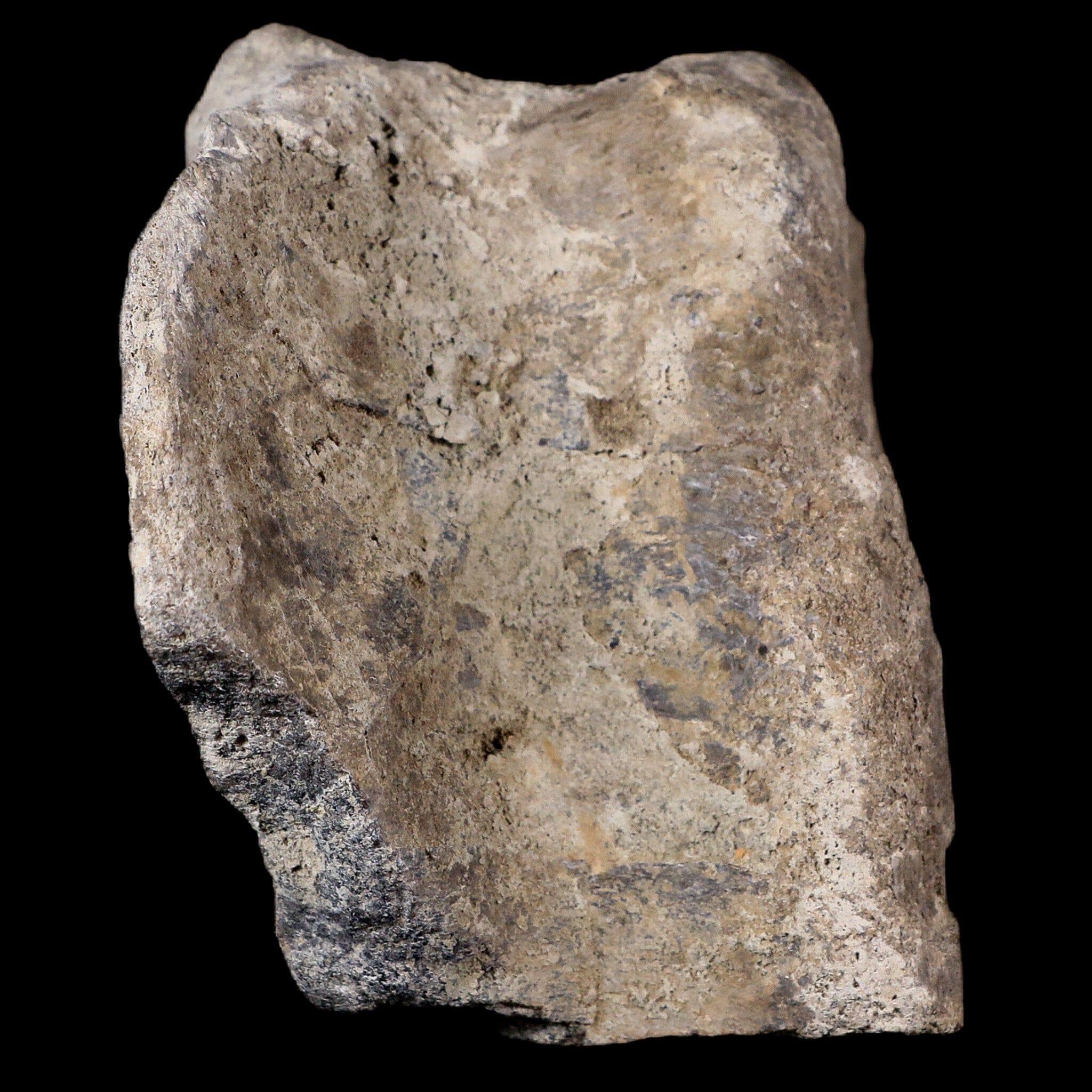 3.3" Maiasaura Hadrosaur Dinosaur Vertebrae Bone Fossil Two Medicine FM MT COA - Fossil Age Minerals