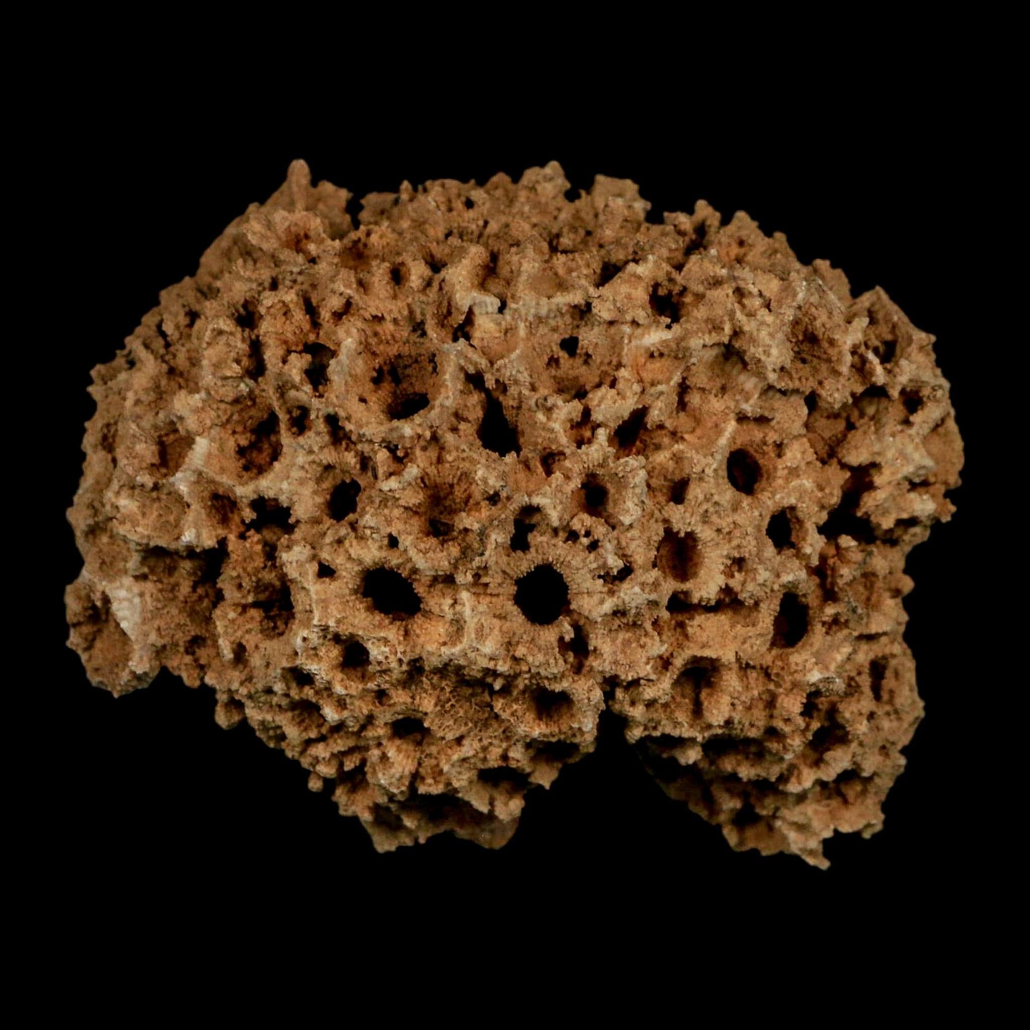 3.1" Colonial Rugose Coral Fossil Devonian Age Speed Quarry, Clark County, Indiana - Fossil Age Minerals
