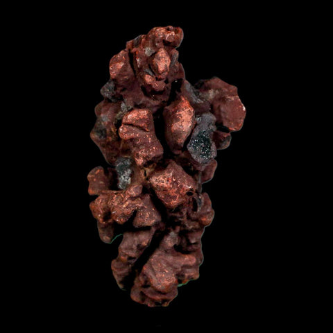 2.1" Prehistoric Coprolite Fossil Specimen Poop Dung Miocene Madagascar - Fossil Age Minerals