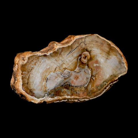4.9" Fossilized Polished Petrified Wood Branch Madagascar 66-225 Million Yrs Old - Fossil Age Minerals