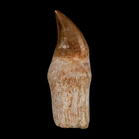 2.4" Halisaurus Walkeri Mosasaur Fossil Tooth Rooted Cretaceous Dinosaur Era COA